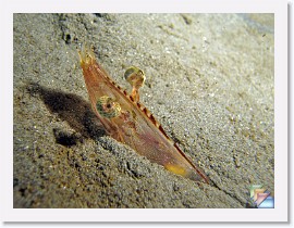 2009-02-24 Redondo Night Dive * (9 Slides)